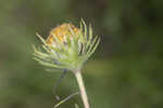 Pineland false sunflower